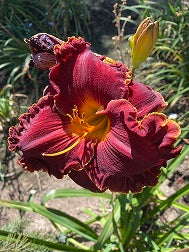 A Copper Miner's Daughter (2025)