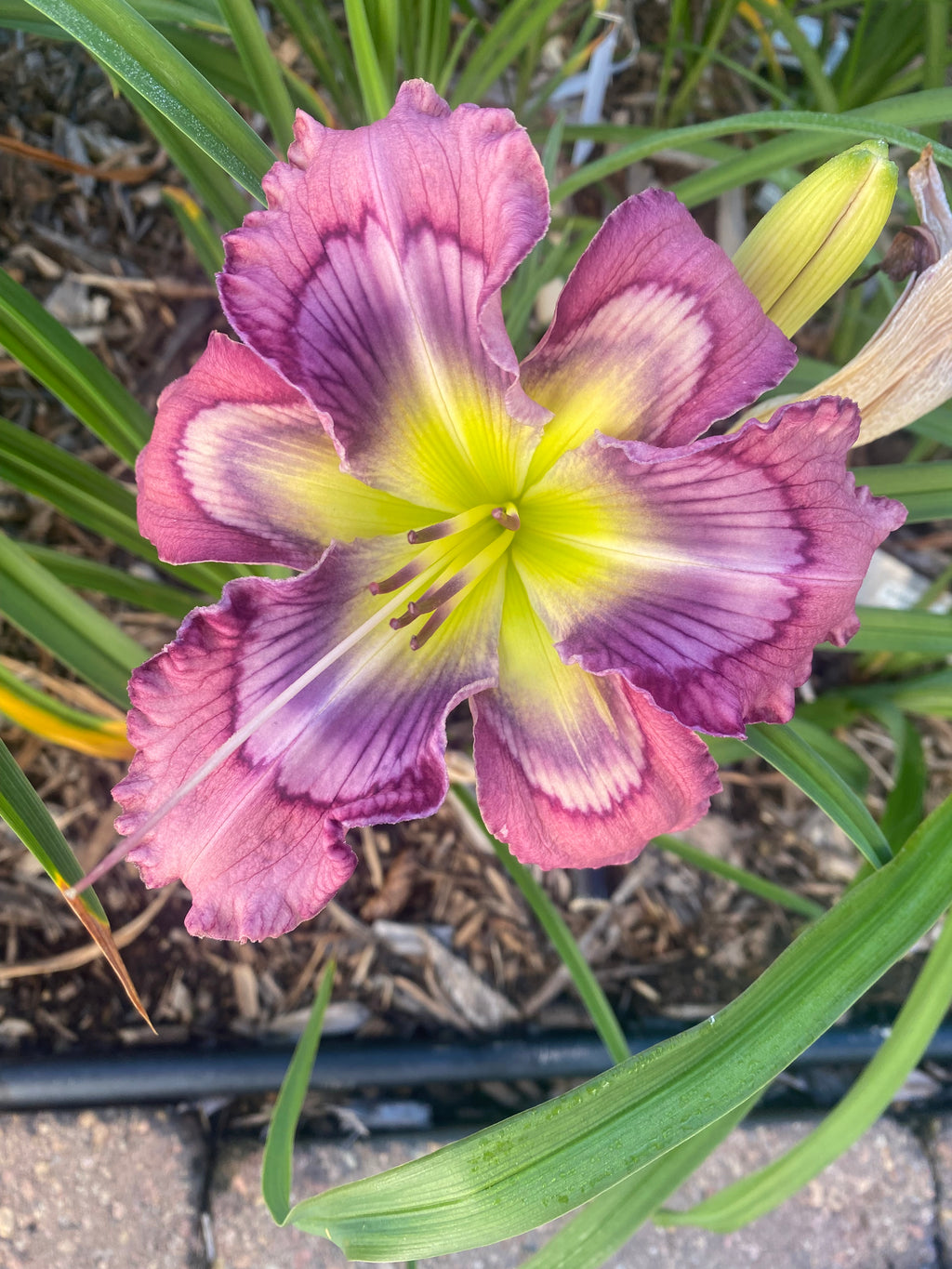 Cosmic Revival (2025)