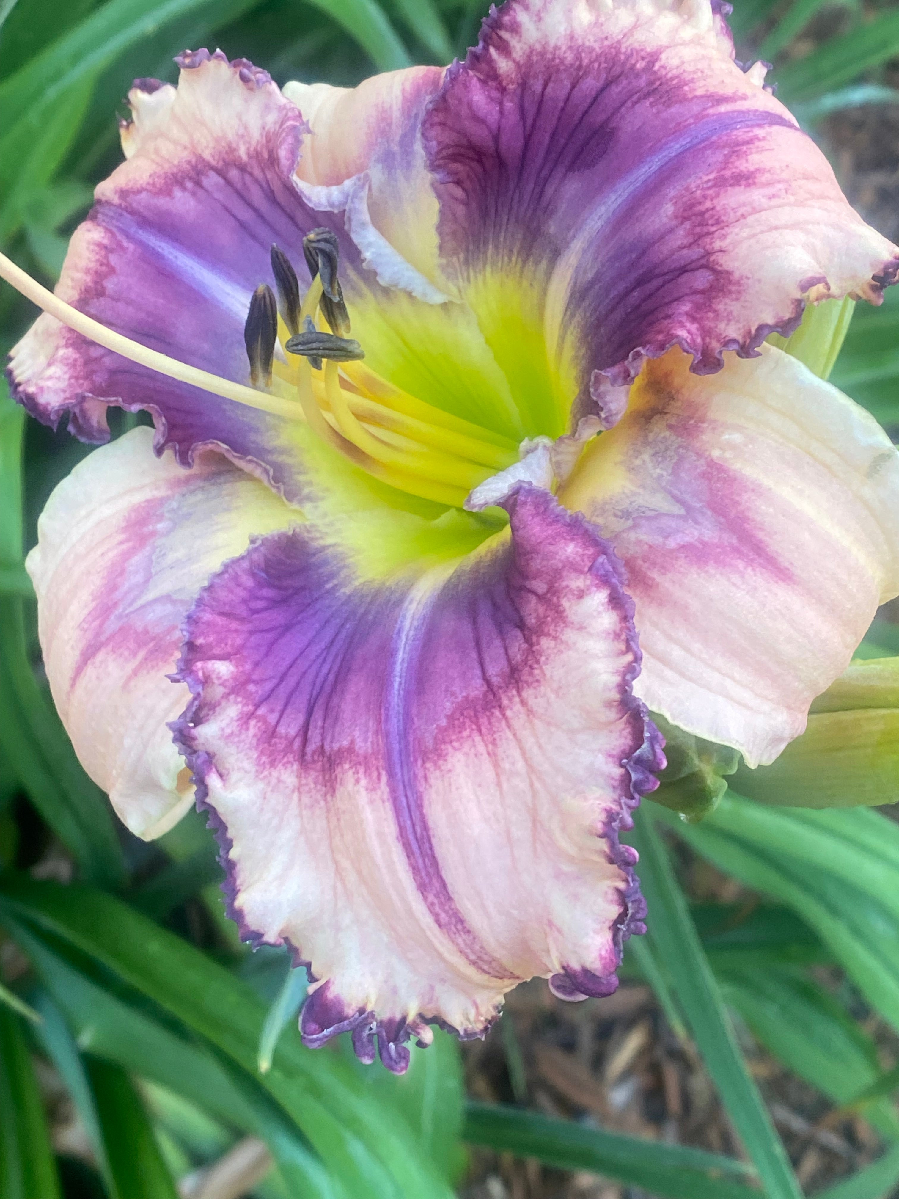 Nature's Geometry (2025)