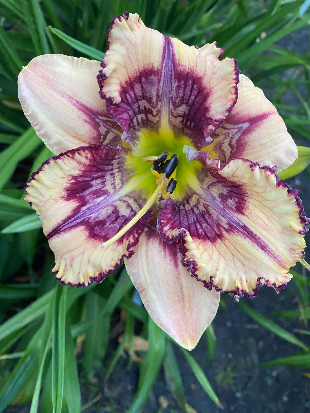 Nature's Geometry (2025)