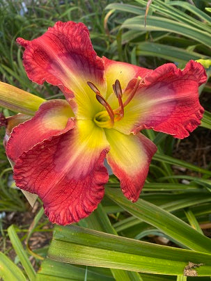 A Ghostly Footprint (2025)