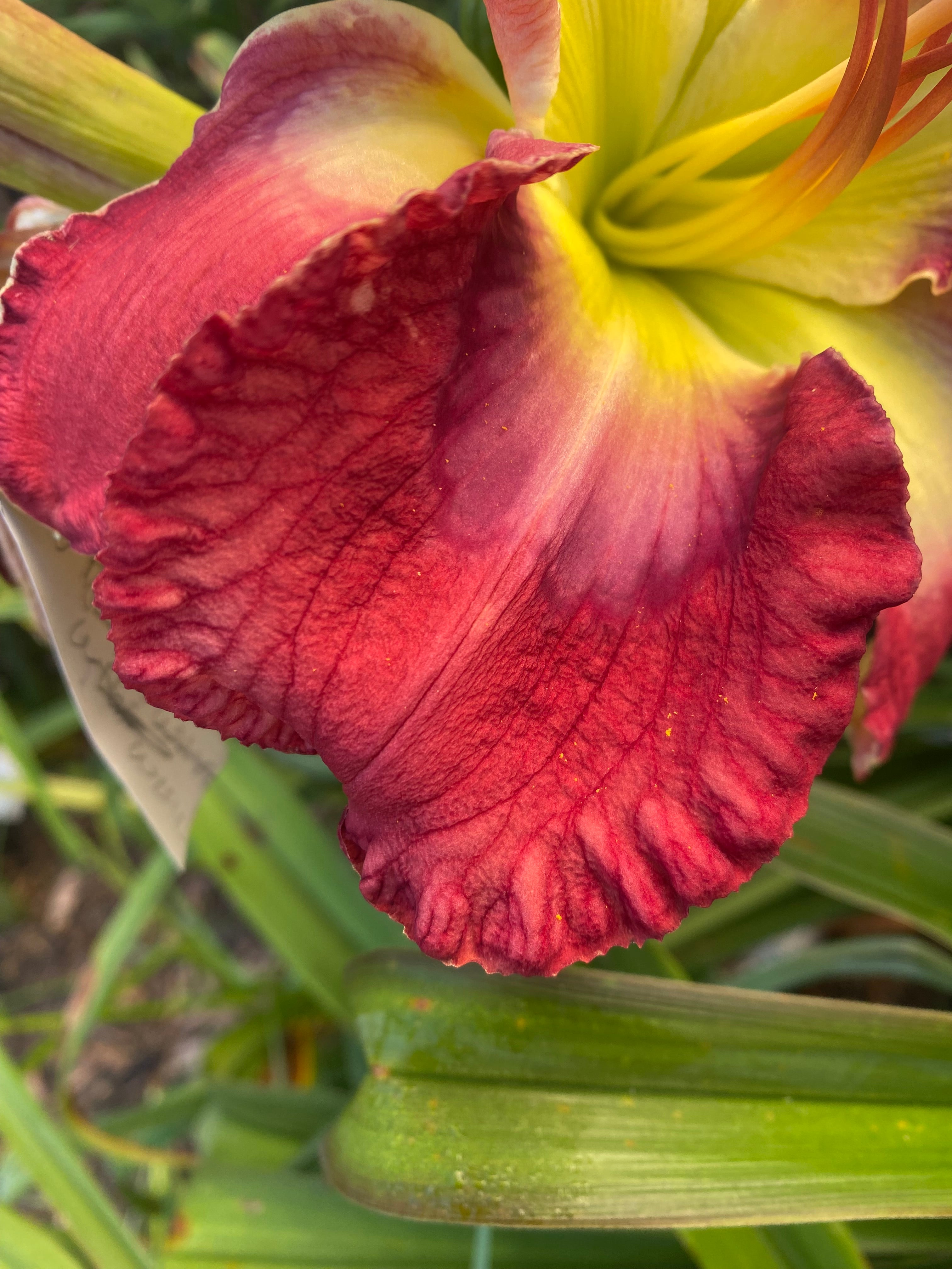 A Ghostly Footprint (2025)