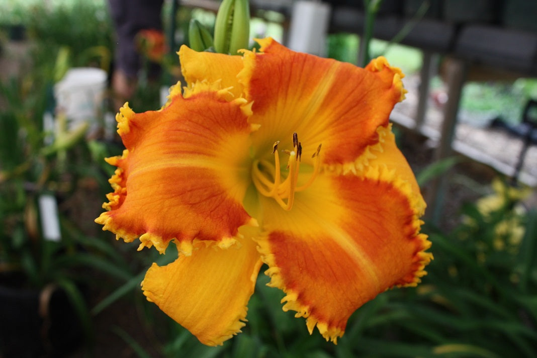 Pineapple Bites (2014)