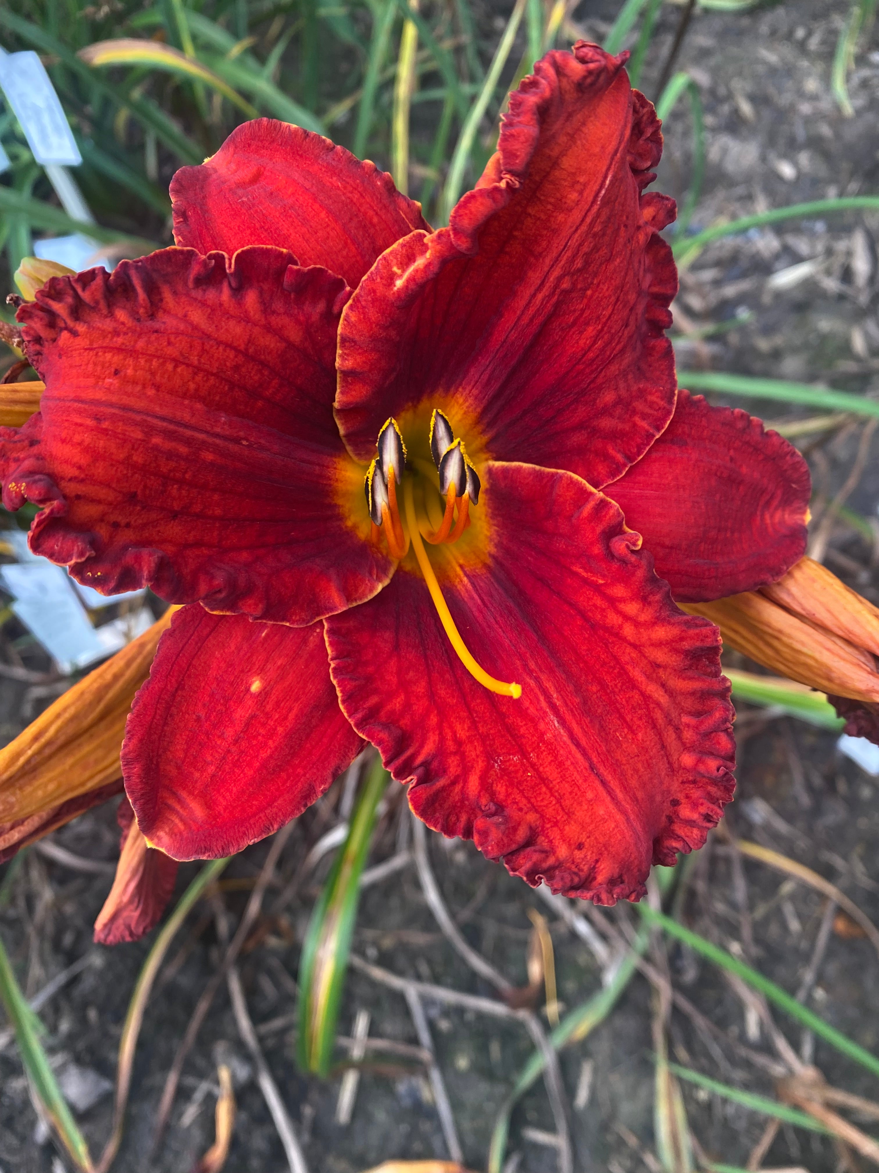 Stop The Traffic (2025)